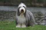 BEARDED COLLIE 286